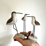 3 Shorebirds
