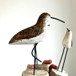 3 Shorebirds