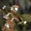 Tin Bunch of Mistletoe